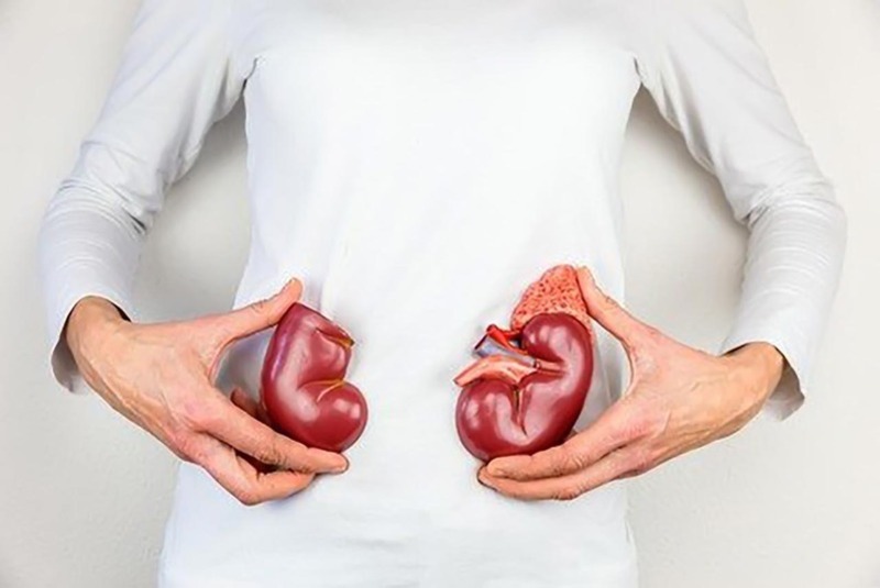 Xét nghiệm ure máu giúp tiến công giá tính năng của thận Xét nghiệm ure ngày tiết giúp tiến công giá tác dụng của thận